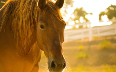 How Bonding with Animals Can Help Your Recovery